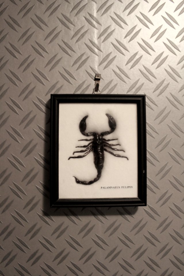 Framed scorpion