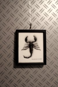 Framed scorpion photo