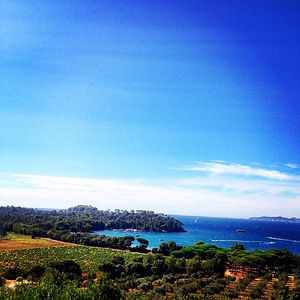 South france vine