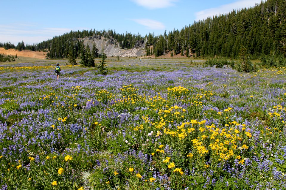 Wildflowers along the Pacific Crest Trail, Three Sisters Wilderness on the Willamette National Forest