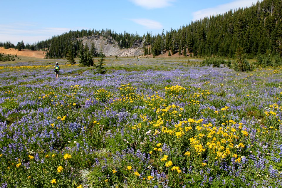 Wildflowers along the Pacific Crest Trail, Three Sisters Wilderness on the Willamette National Forest photo