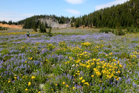 Wildflowers along the Pacific Crest Trail, Three Sisters Wilderness on the Willamette National Forest photo