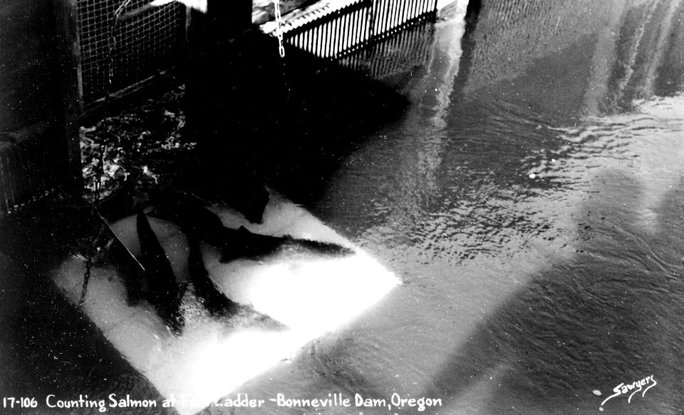 17-106 Counting Salmon at Fish Ladder - Bonneville Dam by Sawyers