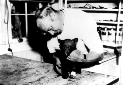 Smokey Treated for Burns by Vet 1950