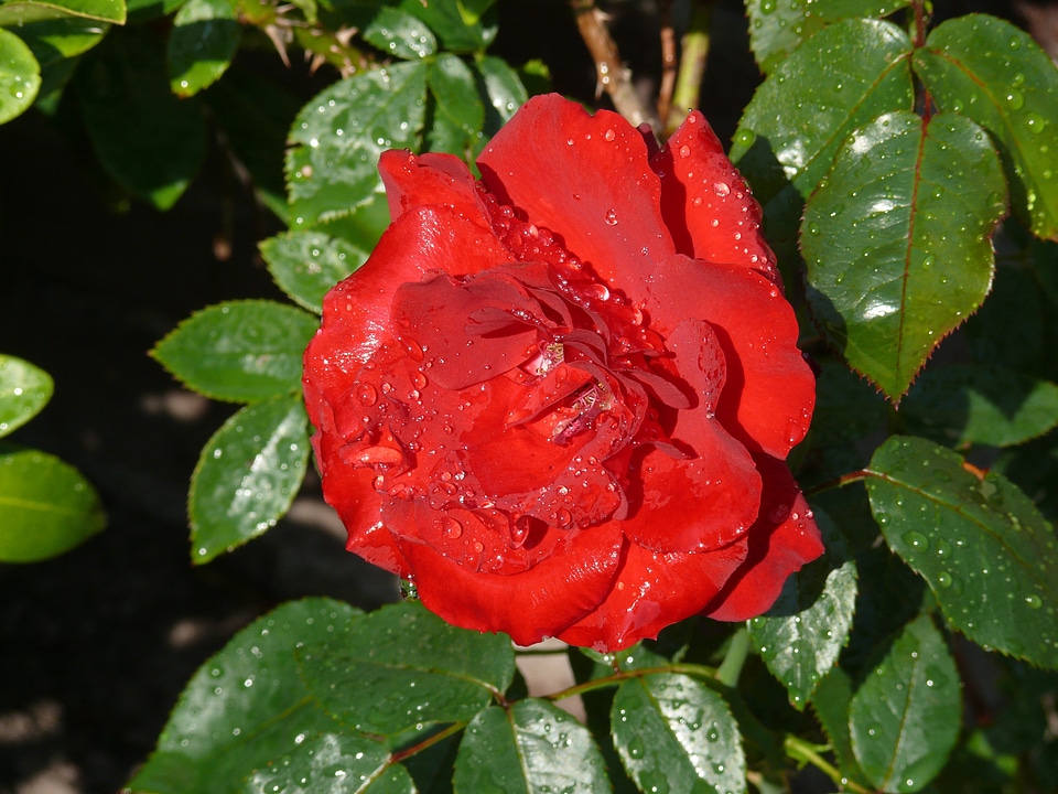 Dewdrops nature summer