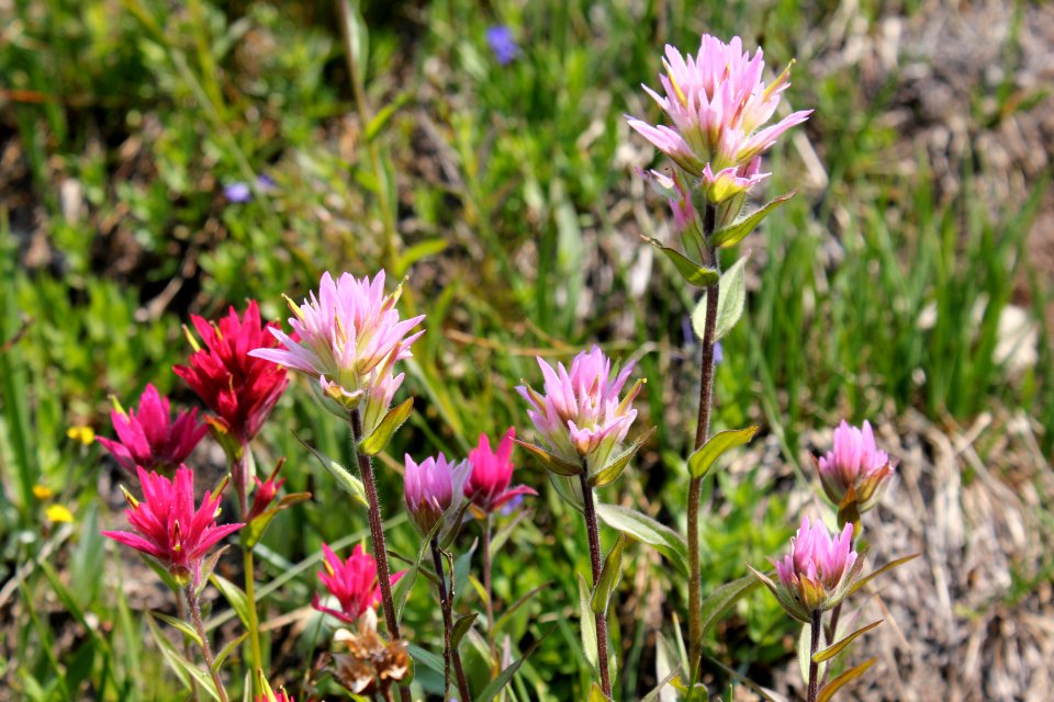 Indian Paintbrush in bloom, Eagle Cap Wilderness on the Wallowa-Whitman National Forest