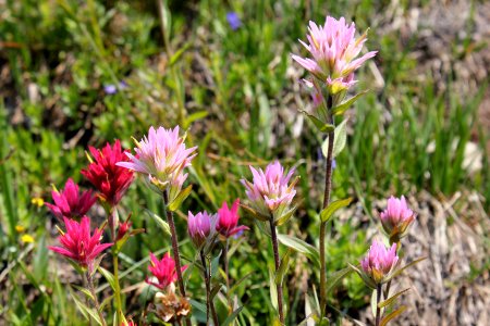Indian Paintbrush in bloom, Eagle Cap Wilderness on the Wallowa-Whitman National Forest
