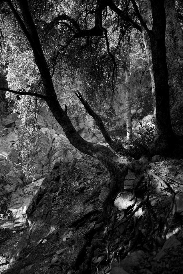 Forest Falls Recreational Area