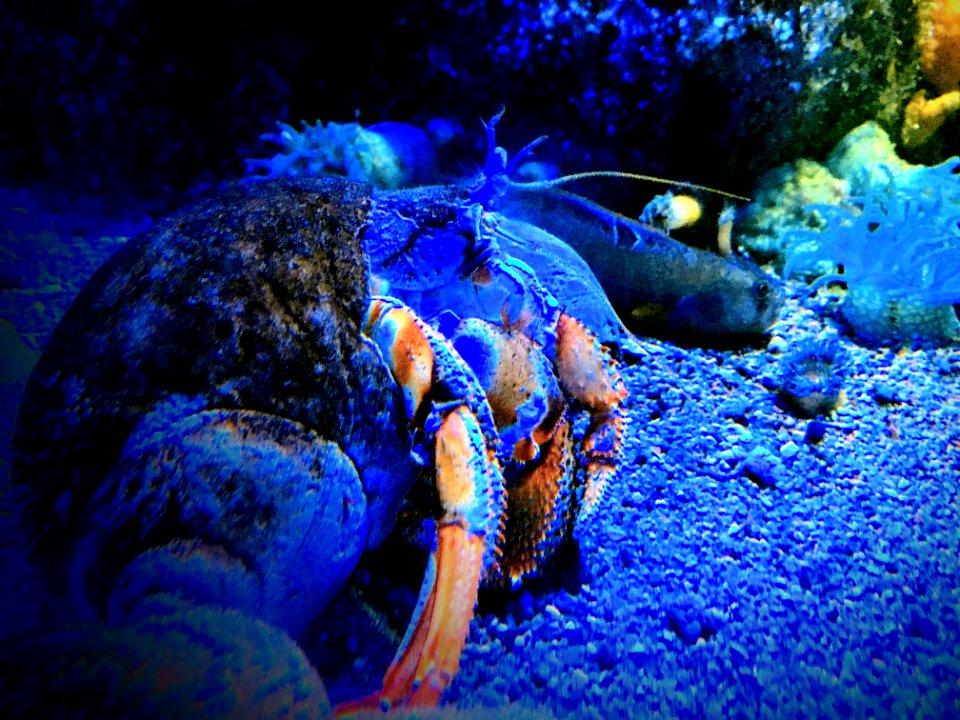 hermit crab, biodome