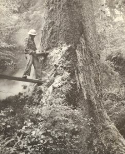 springboard chainsaw
