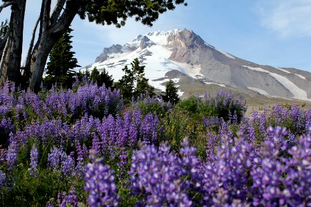 Mount Hood with lupine from Timberline Lodge on the Mt. Hood National Forest