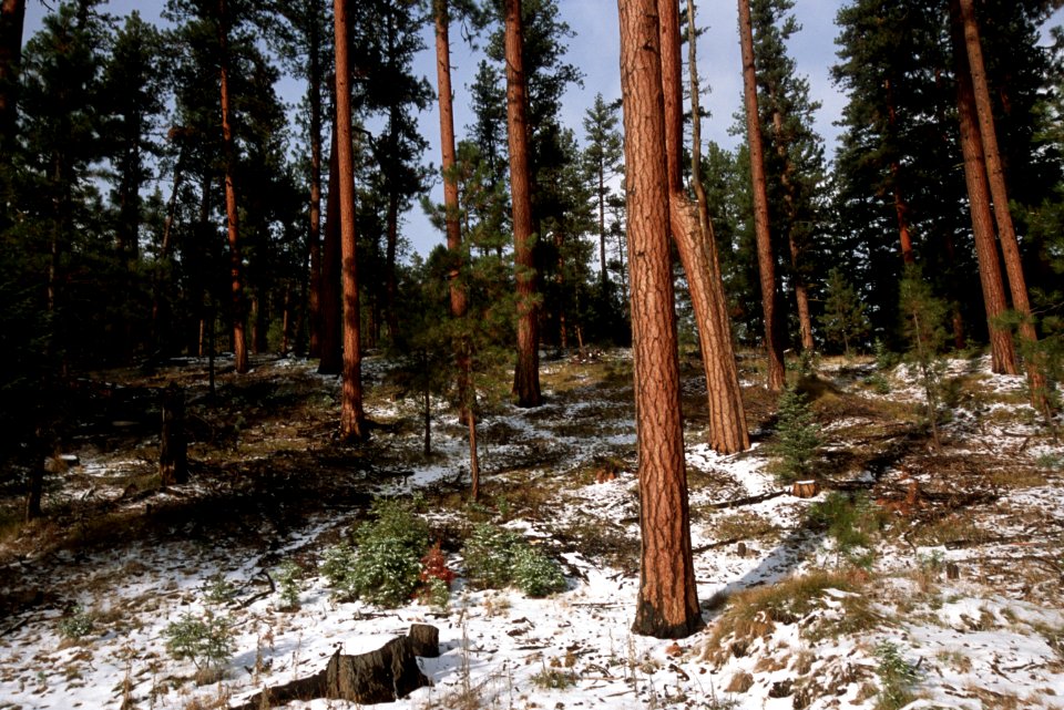 480 prescribed fire effects, Ochoco National Forest