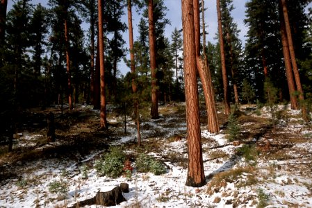 480 prescribed fire effects, Ochoco National Forest photo