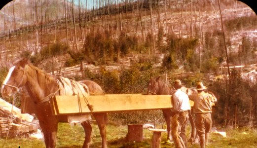 231941 Packing Lumber for LOH, Colville NF photo