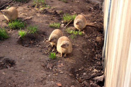 Zebra mongoose