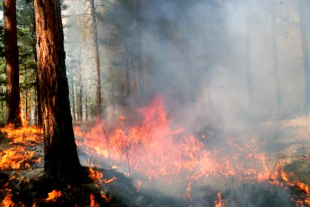 468 Prescribed fire burn, Colville National Forest photo