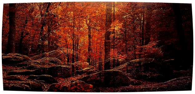 i sassi nel bosco
