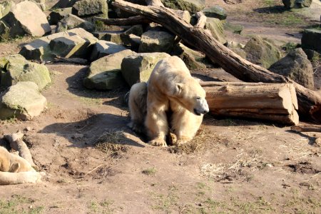 Polar bear photo