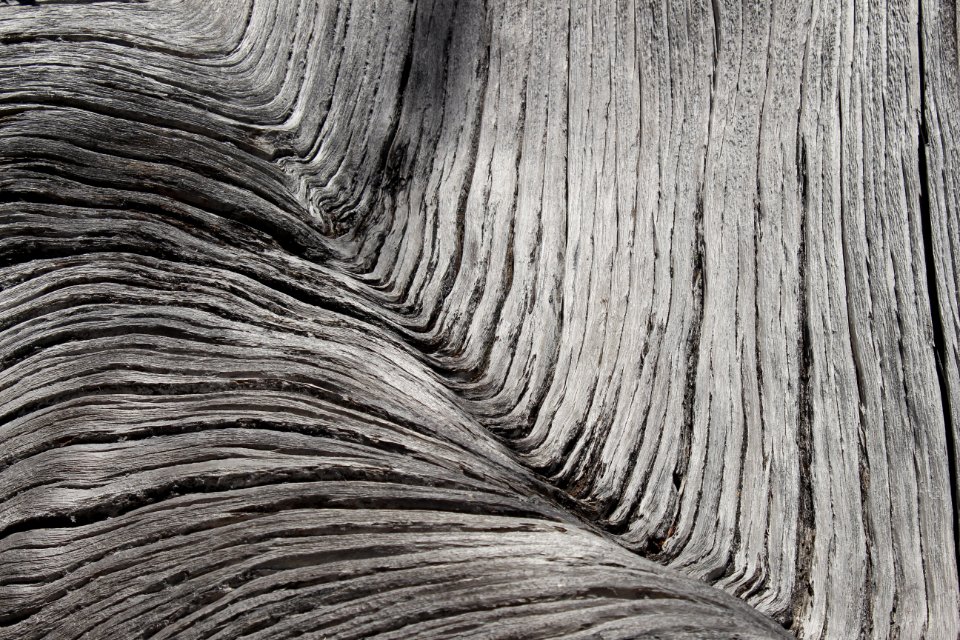 Dead tree detail, Buckhorn Wilderness on the Olympic National Forest