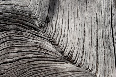 Dead tree detail, Buckhorn Wilderness on the Olympic National Forest photo