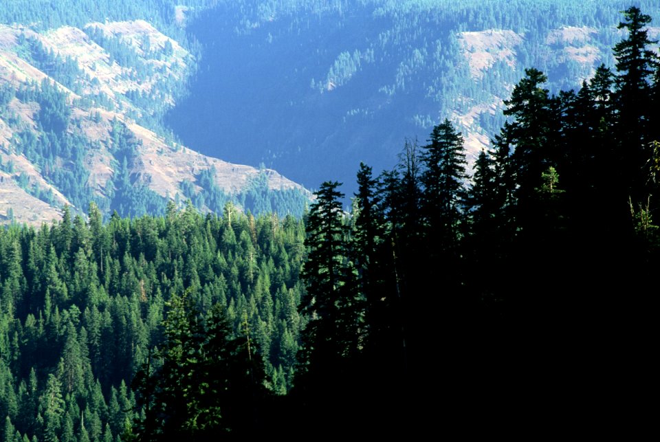 Wenaha-Tucannon Wilderness, Umatilla National Forest