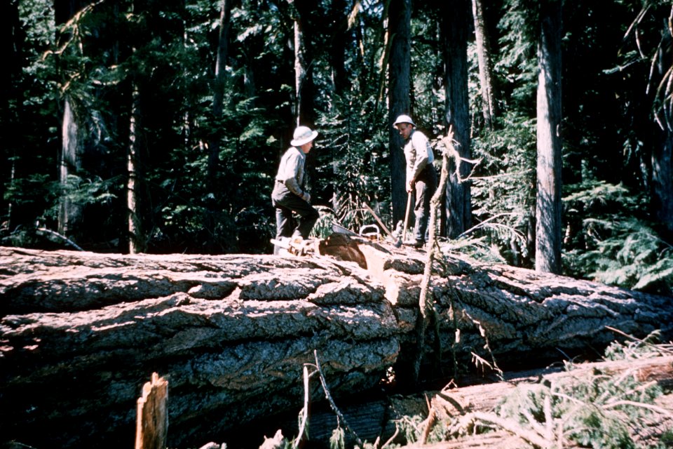 270 Mt Hood National Forest, Collawash RD, bucking large log, 1961