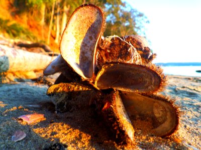 Flotsam and jetsam photo