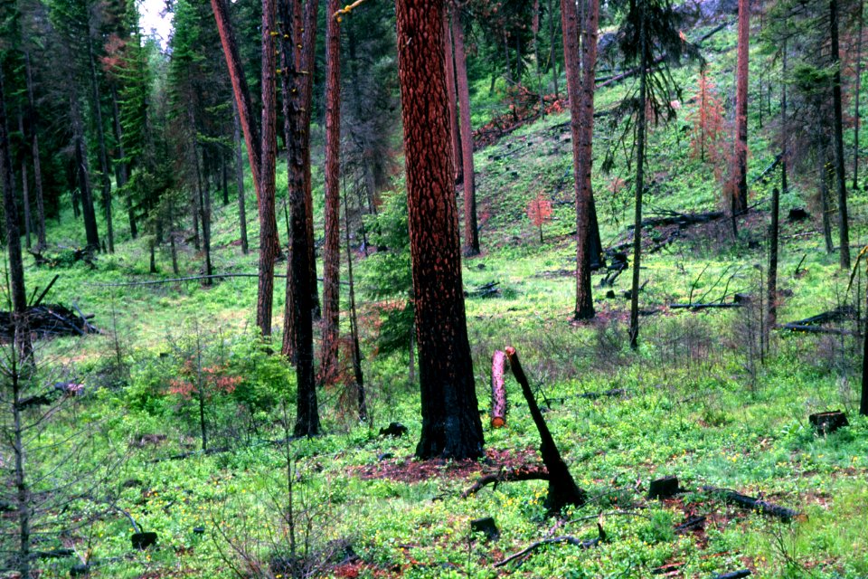 527 prescribed fire effects, Colville National Forest