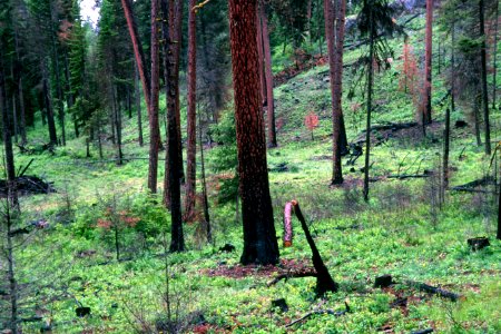 527 prescribed fire effects, Colville National Forest photo