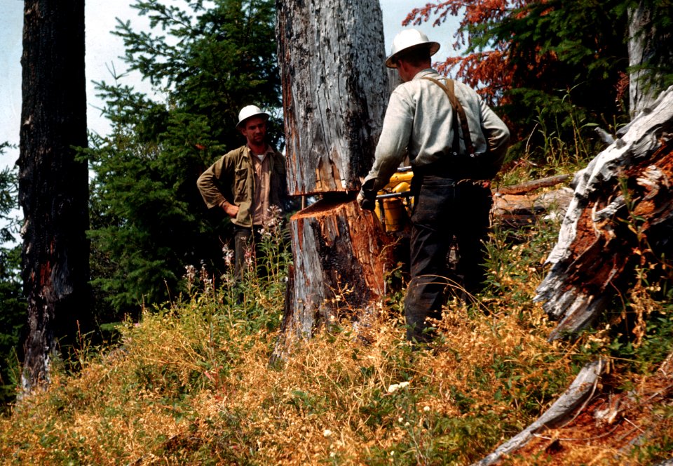422 logger uses chain saw fall tyree