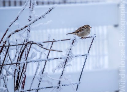 122515 Bird Feeder WH-6