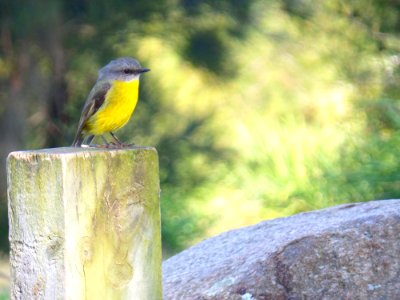 Bird on a fence post