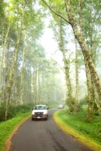 Overlook Road in Fog at Cape Perpetua, Siuslaw National Forest