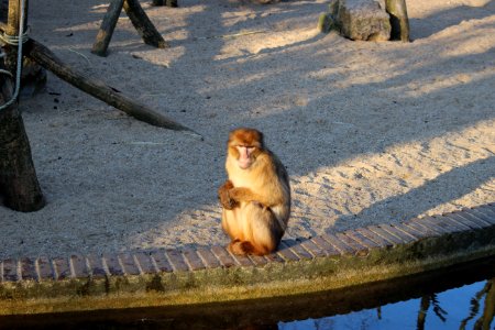 Monkey photo