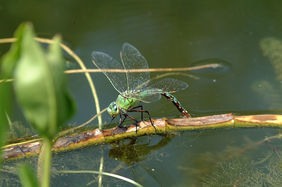 Macro green pond