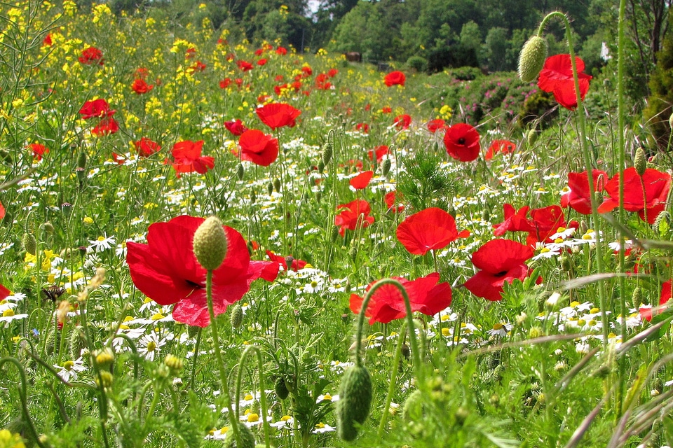 Flower red poppy field