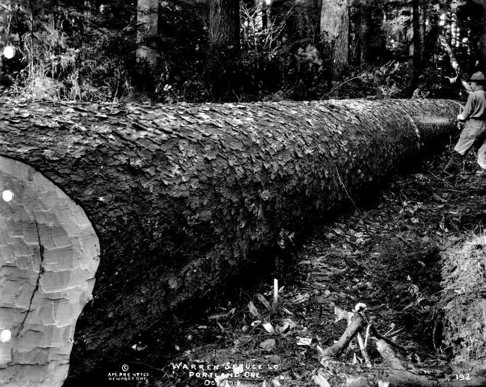 192 Cutting Spruce Log to Length
