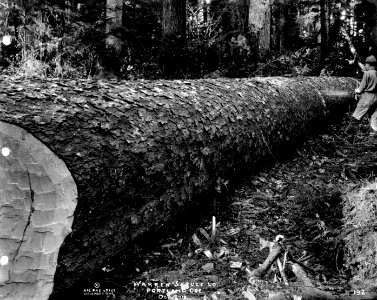 192 Cutting Spruce Log to Length photo