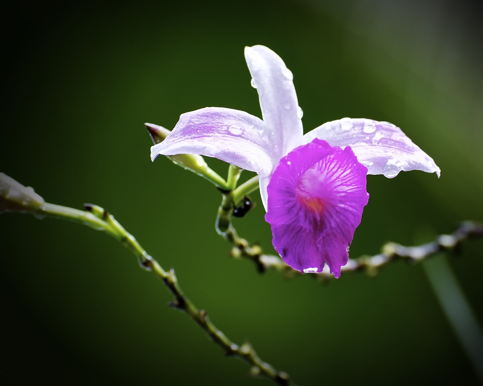 Petal blossom tropical