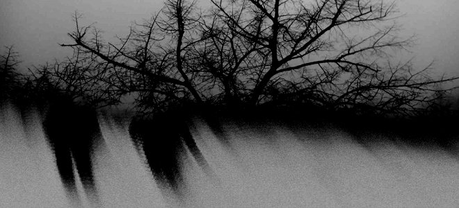 l'albero che…sfuma via