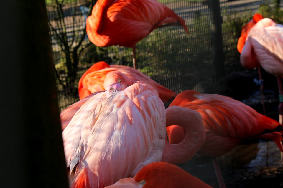Flamingo