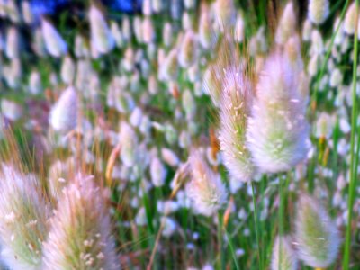 Cattails