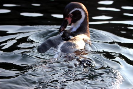 Pinguin photo
