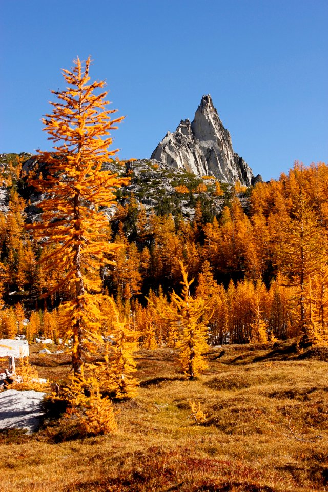 Larch trees in autumn and Prusik Peak, Alpine Lakes Wilderness on the Okanogan-Wenatchee National Forest