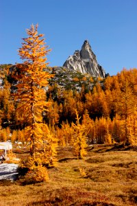 Larch trees in autumn and Prusik Peak, Alpine Lakes Wilderness on the Okanogan-Wenatchee National Forest