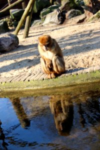 Monkey photo