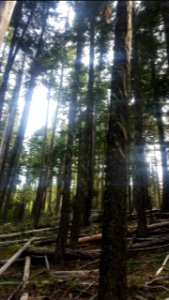 Surveyor’s Ridge Trail in May, Mt Hood National Forest