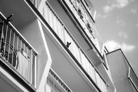 Dog on a balcony photo