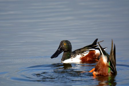 Canard souchet (Spatula clypeata)