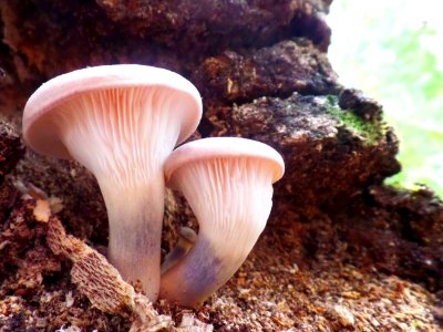 Toadstool duo